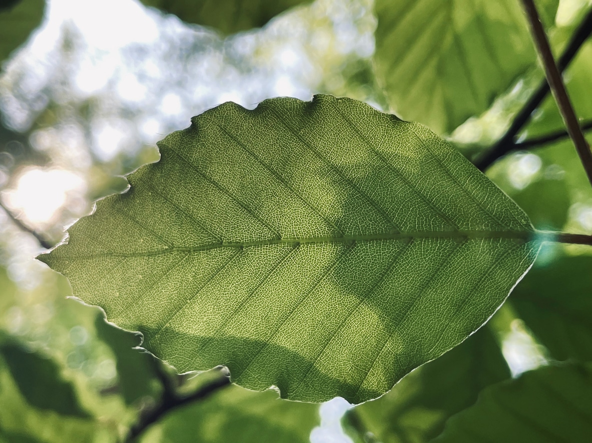 Close up view of leaf