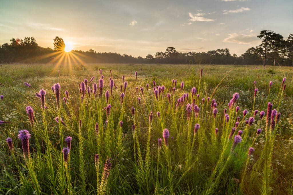 Flowers at sunset