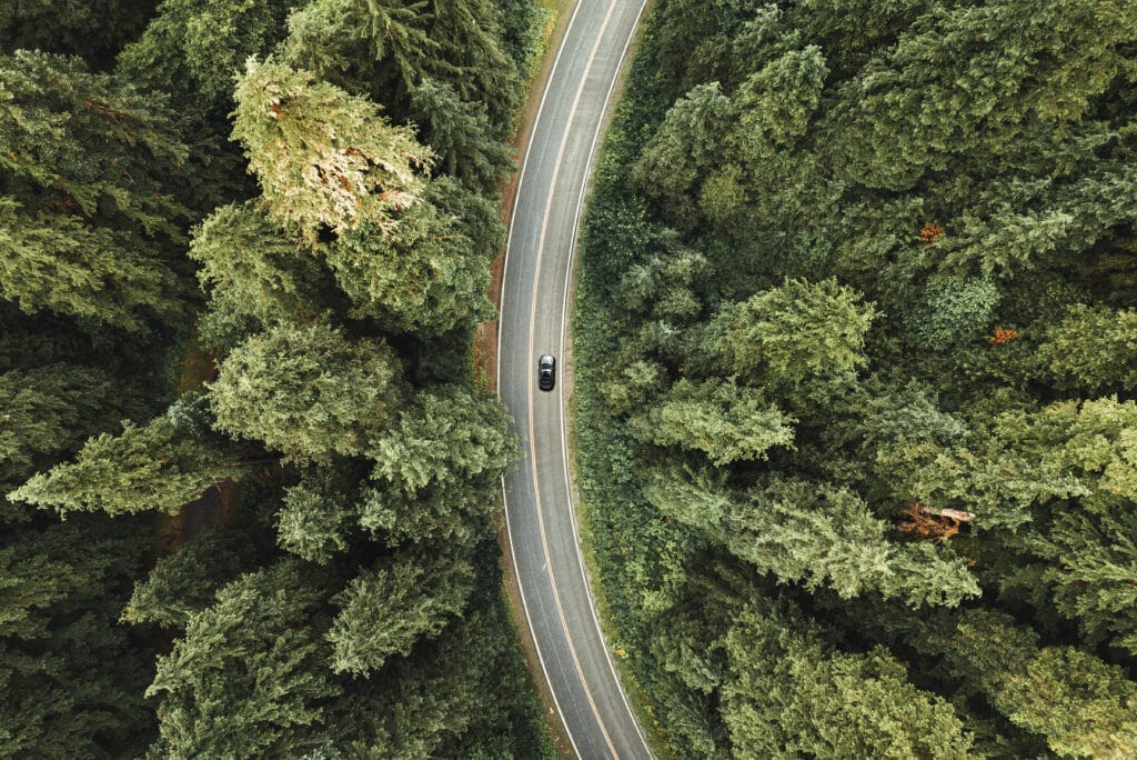 Winding road in the forest