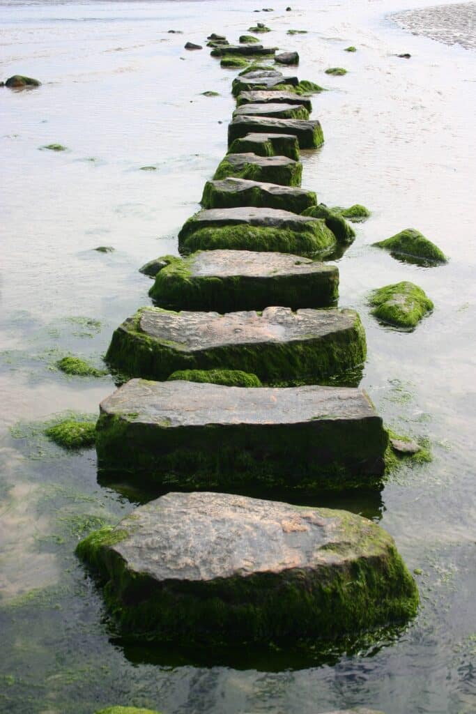 Mossy stepping stones