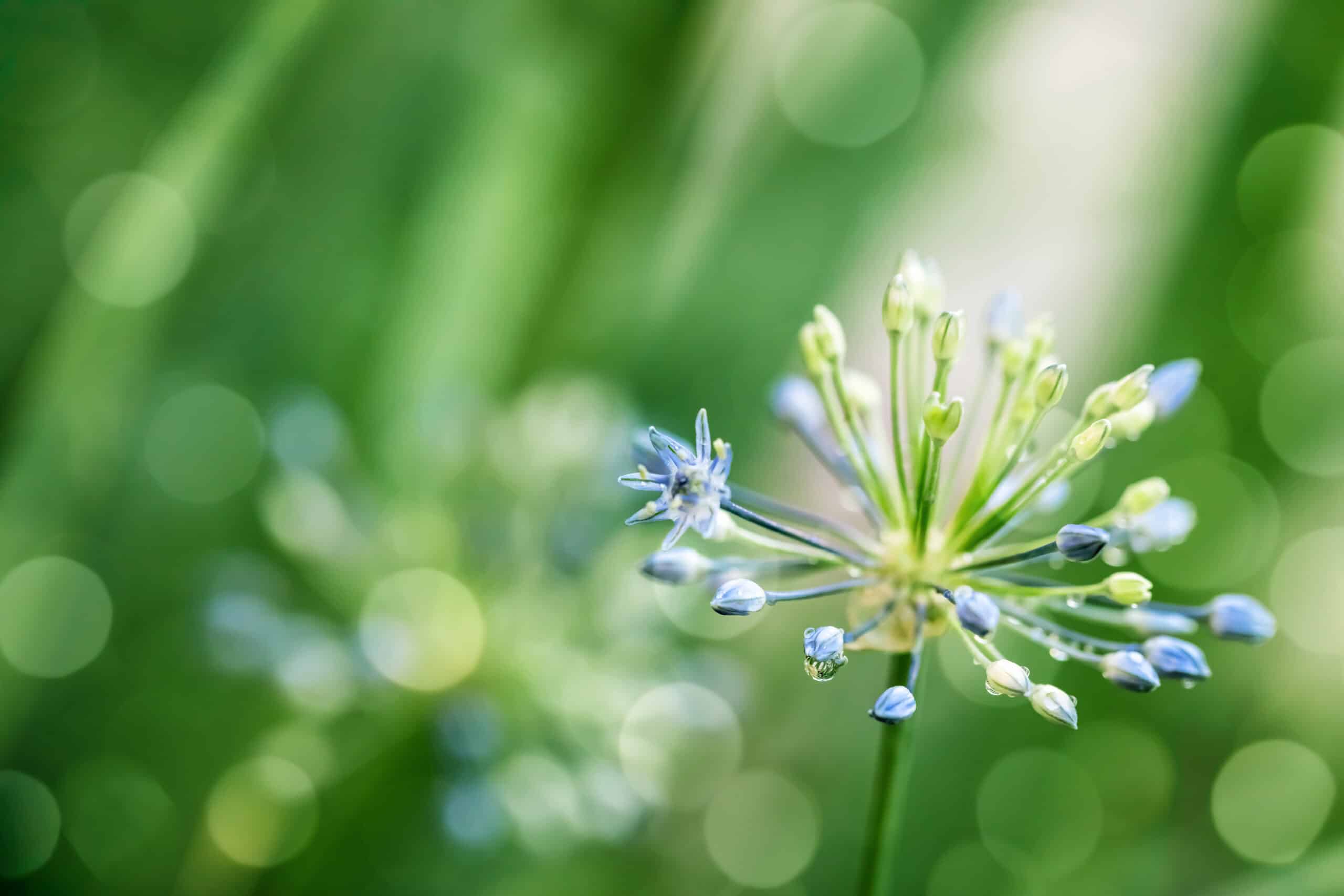 Ornamental Onion Flower