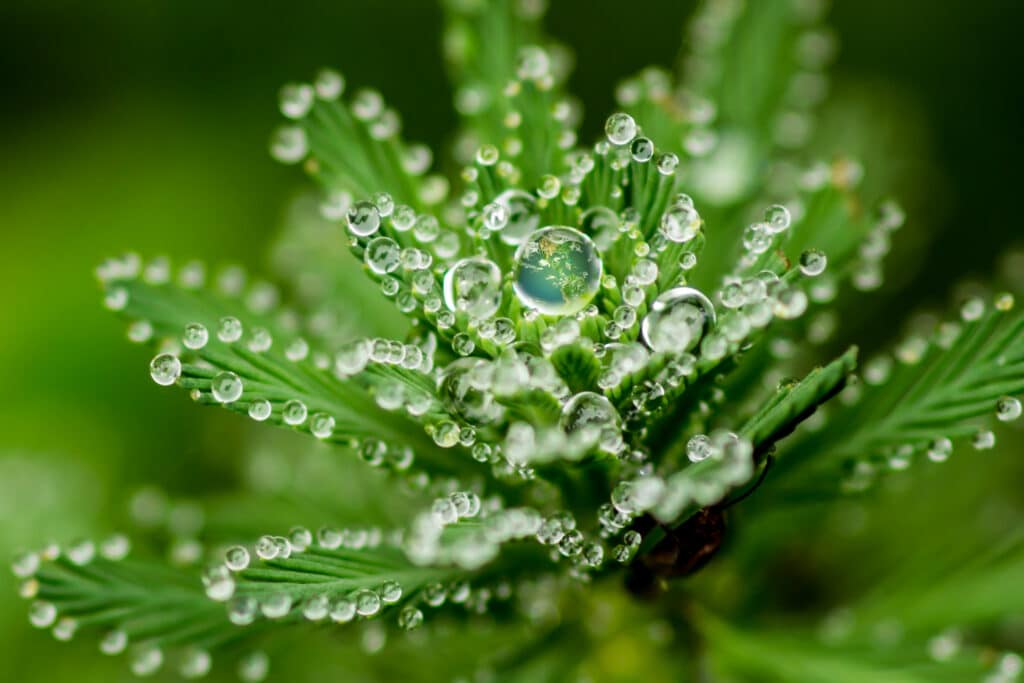 Water drops on plant