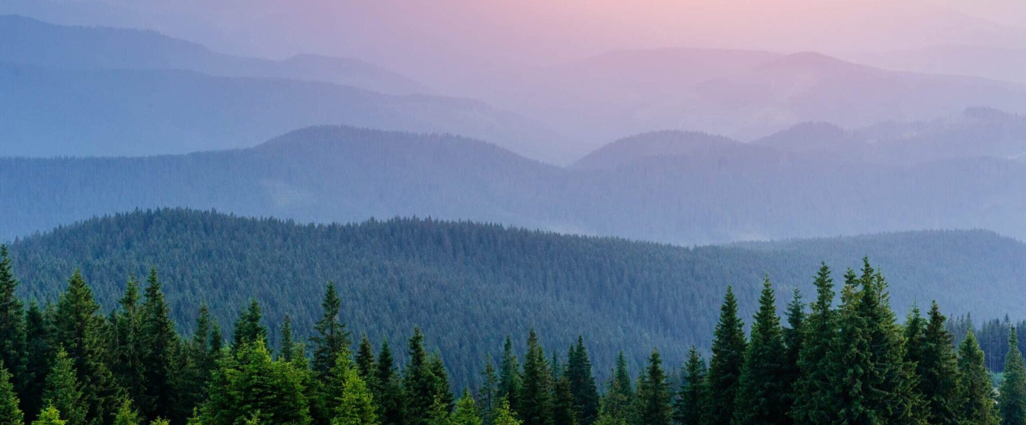 Foggy hillside