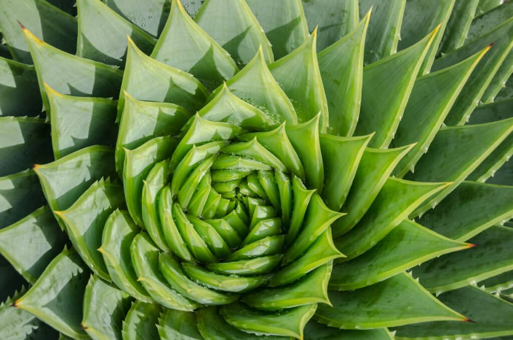 Spiral aloe vera plant